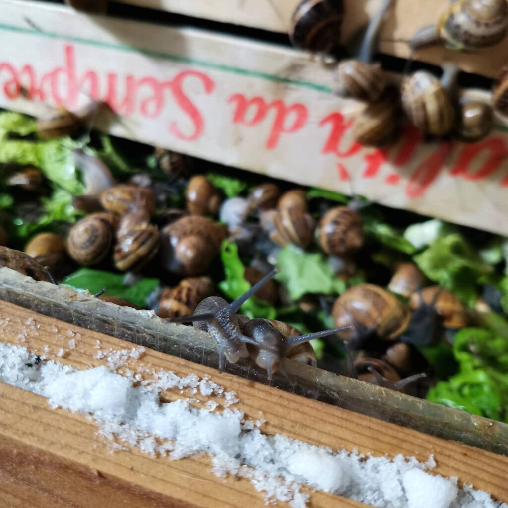 Allevamento di bava di lumaca a Pietramontecorvino, l'attivita' agricola di Snaildrops