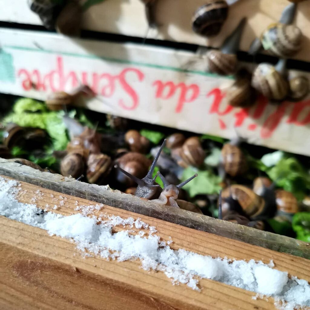 L'allevamento di lumache di Snaildrops, a Pietramontecorvino in provincia di Foggia