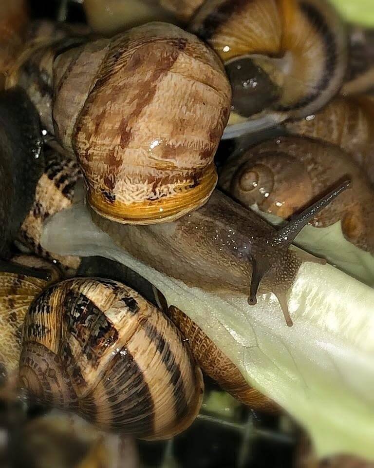 Lavorazione della bava di lumaca nell'azienda agricola Snaildrops di Pietramontecorvino