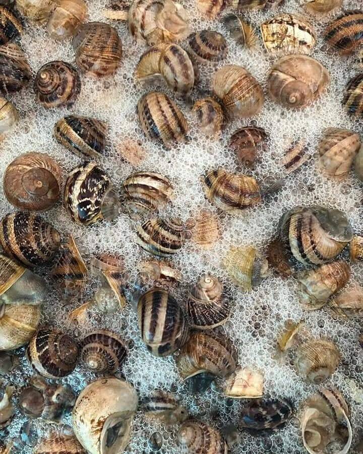 Allevamento Snaildrops a Pietramontecorvino: la materia prima della crema alla bava di lumaca