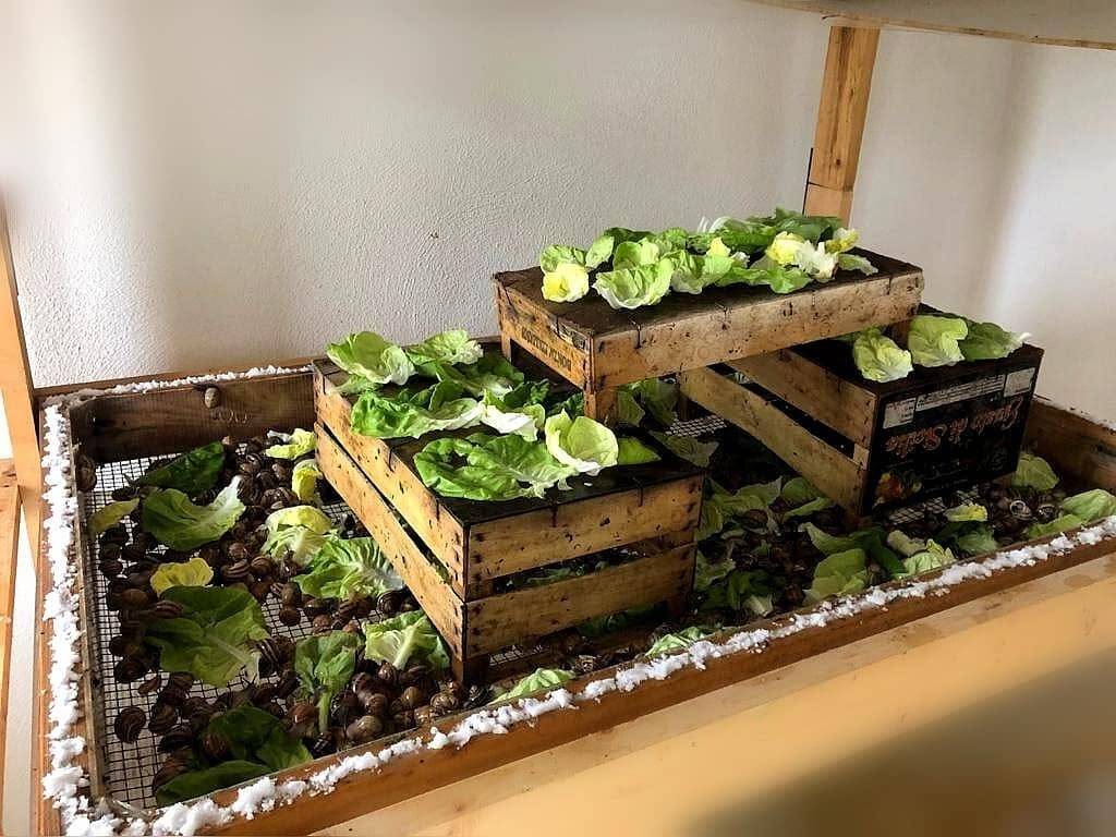 Dentro l'allevamento di Snaildrops a Pietramontecorvino, dove nasce la crema alla bava di lumaca